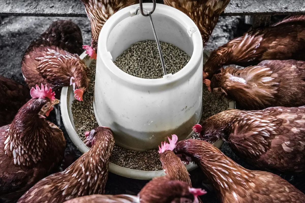 Brown hens gathered around a hanging feeder filled with feed pellets